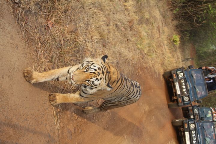 Khutwanda Gate remote buffer zone in Tadoba — unspoilt wilderness
