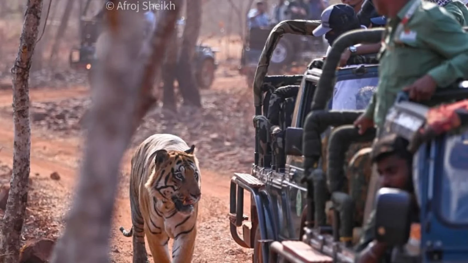 Tiger safari in Tadoba comparing Moharli and Kolara core zones