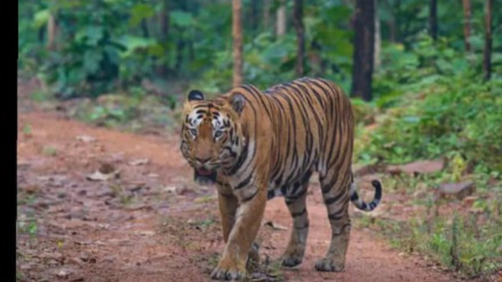 Tiger in a Tadoba buffer landscape for core versus buffer zone guide