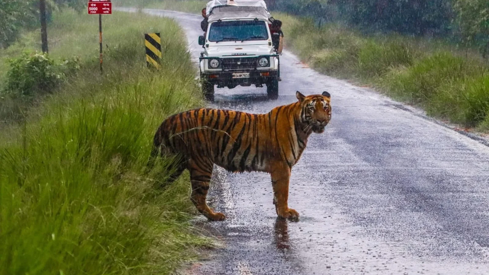 Tiger safari jeeps for a combined Tadoba and Pench five-day itinerary